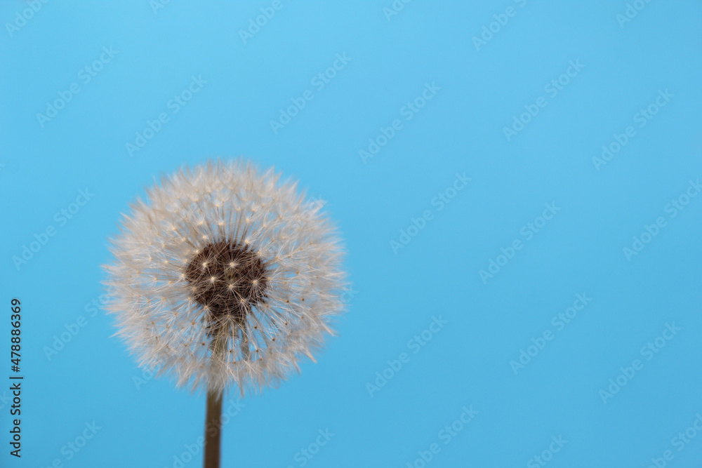 Dandelion Flower Seed Head With Blue Sky Background