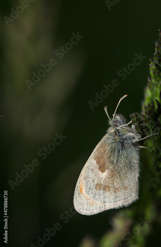 Ein Schmetterling auf einer Wiese, Wiesenpflanze. Wunderschöne Schmetterlinge Deutschlands. 