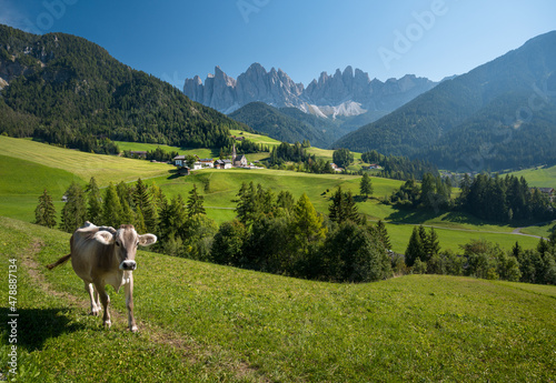Cow in front of the picturesque Dolomites in Villnoess, Santa Maddalena, Italy photo