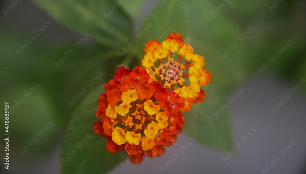 red and yellow flower red and yellow flower