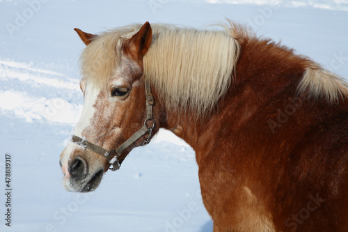 Pferd   Horse   Equus caballus
