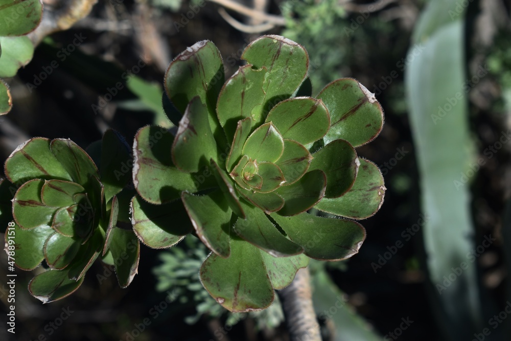 La Gomera, Canary Islands. Bejeques. Endemic Aeonium La Gomera, Canary Islands. Bejeques. Endemic Aeonium