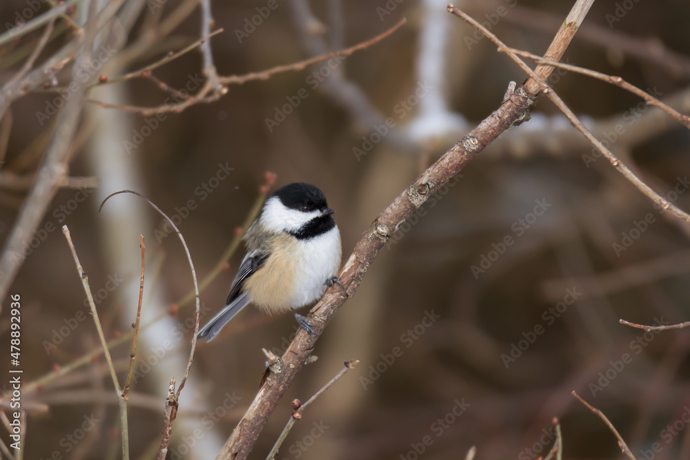 Black-capped chickadee perched on a small brach in winter. Black-capped chickadee perched on a small brach in winter.
