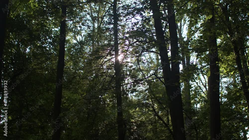 The sun's rays make their way through the forest greenery. Easy movement. Bright sunlight shining through the trees. No people. The sun's rays make their way through the forest greenery. Easy movement. Bright sunlight shining through the trees. No people.