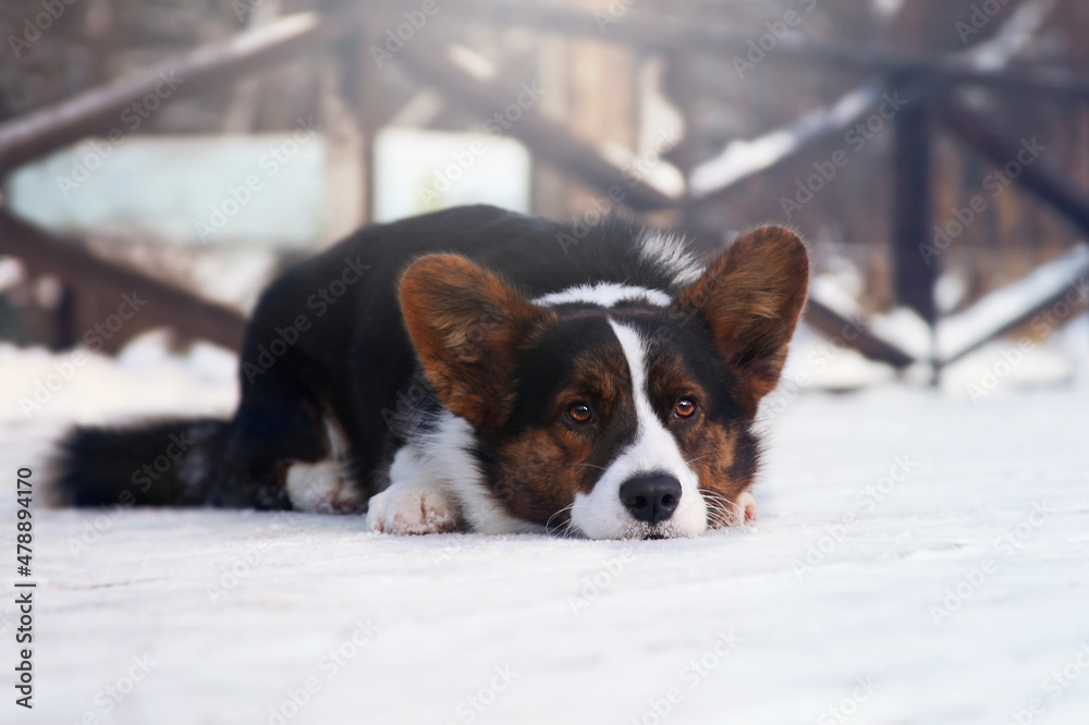 Dog in a winter snowy park. Cardigan welsh corgi.