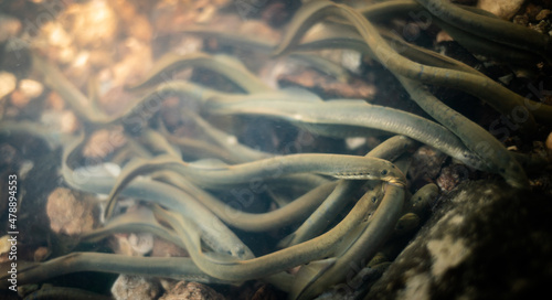 Carpathian brook lamprey (Eudontomyzon danfordi) mass spawning in a mountain stream photo