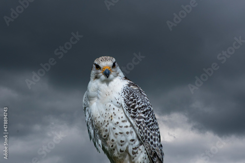 White falcon or gyrfalcon bird of prey before the stormy sky photo