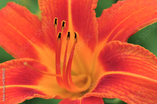 close up of rust colored Day Lily flower in backyard garden