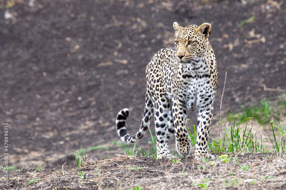 Fototapeta premium Leopard
