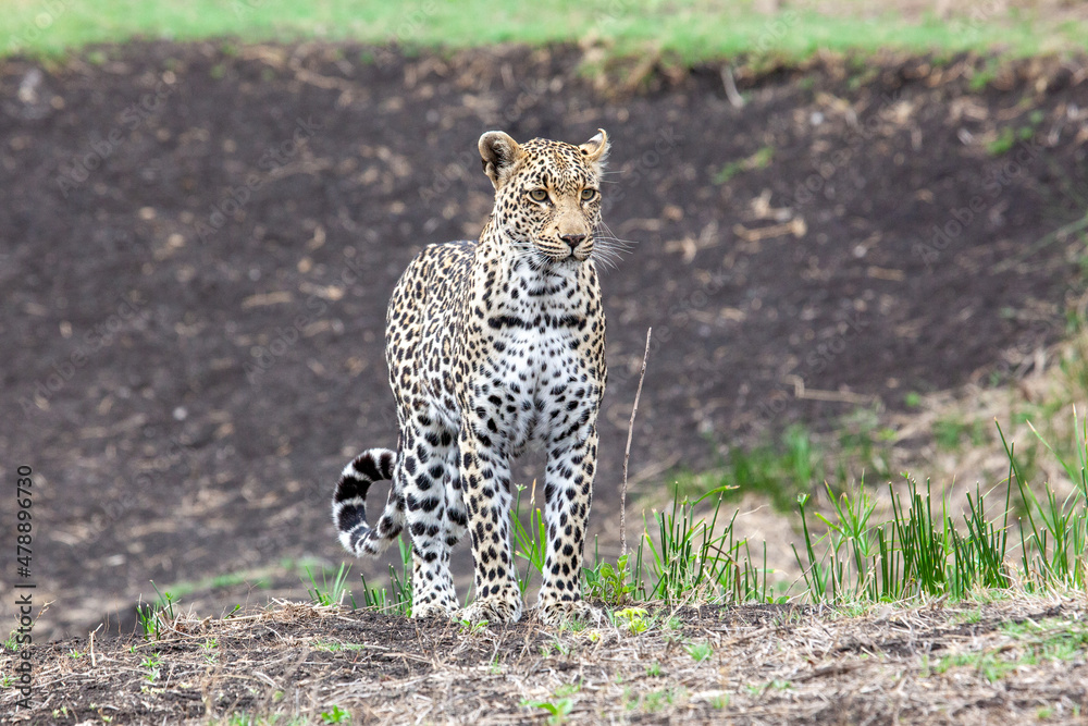 Fototapeta premium Leopard