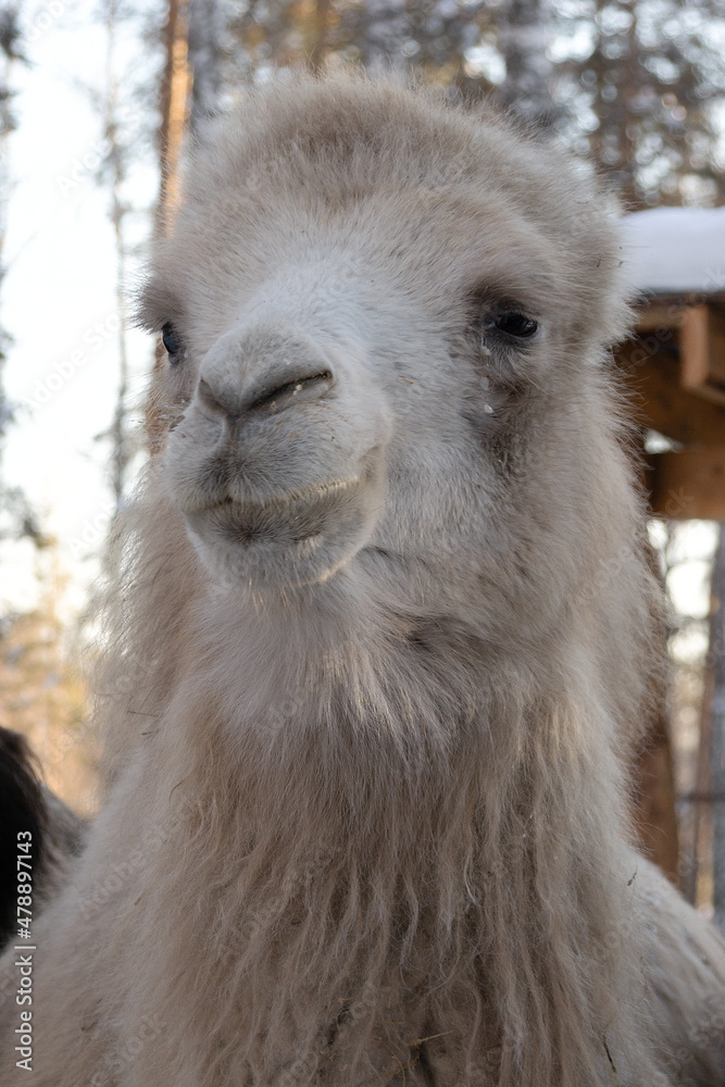 Obraz premium the muzzle of a light camel in close-up on a winter farm.