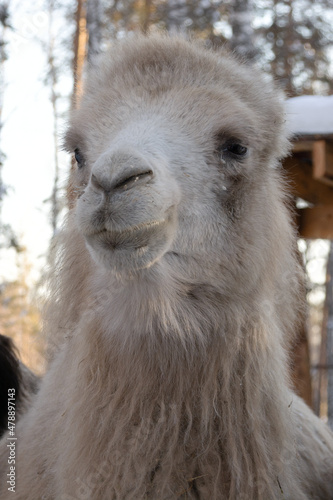 the muzzle of a light camel in close-up on a winter farm.