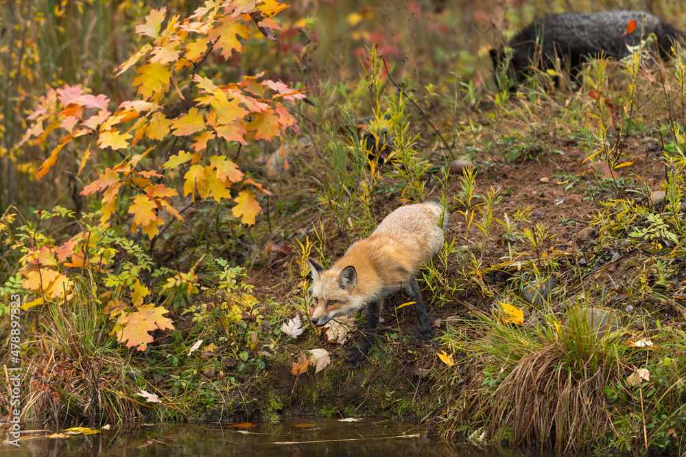 Fototapeta premium Amber Phase Fox (Vulpes vulpes) Leans Out Over Water Silver Fox Walks By in Background Autumn
