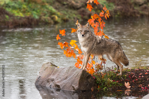 Murais de parede Coyote (Canis latrans) on Island Paws on Rock Looks Out Autumn