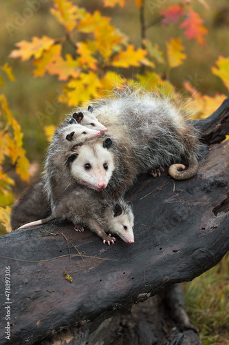 Virginia Opossum (Didelphis virginiana) Mother and Joeys Piled Up on Log Autumn