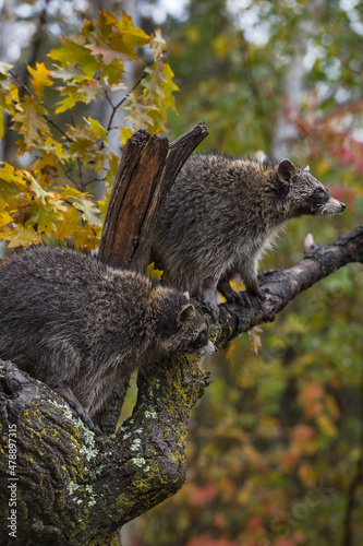 Raccoons (Procyon lotor) Stare Right in Tree Autumn