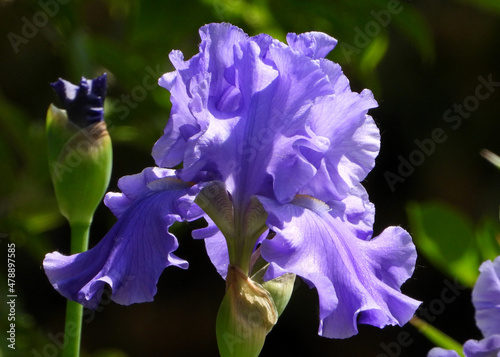 F(v)iolet flower head of Bearded Iris photo