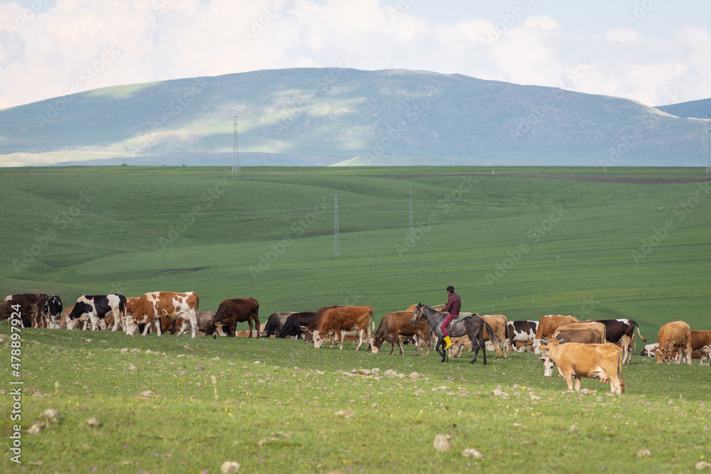Obraz premium A mounted shepherd grazes a herd of cattle in a pasture.
