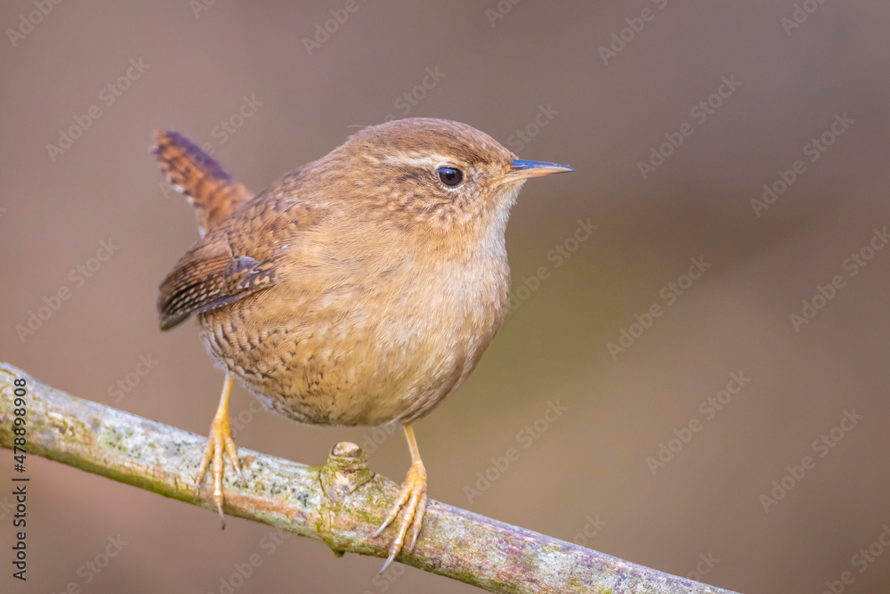 Eurasian Wren bird, Troglodytes troglodytes, display, perched Eurasian Wren bird, Troglodytes troglodytes, display, perched