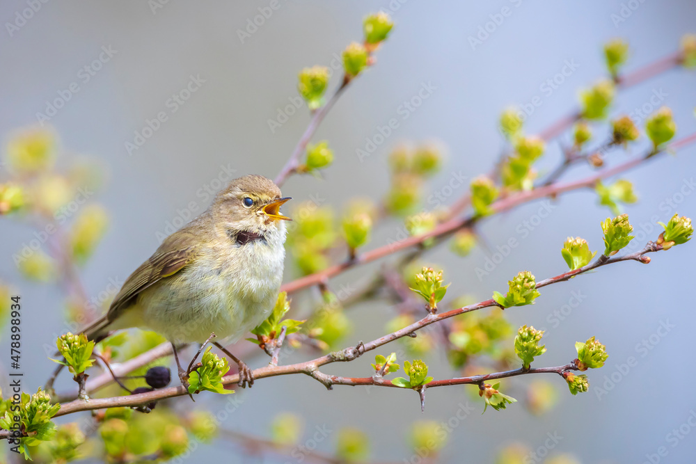 Common chiffchaff bird Phylloscopus collybita Common chiffchaff bird Phylloscopus collybita