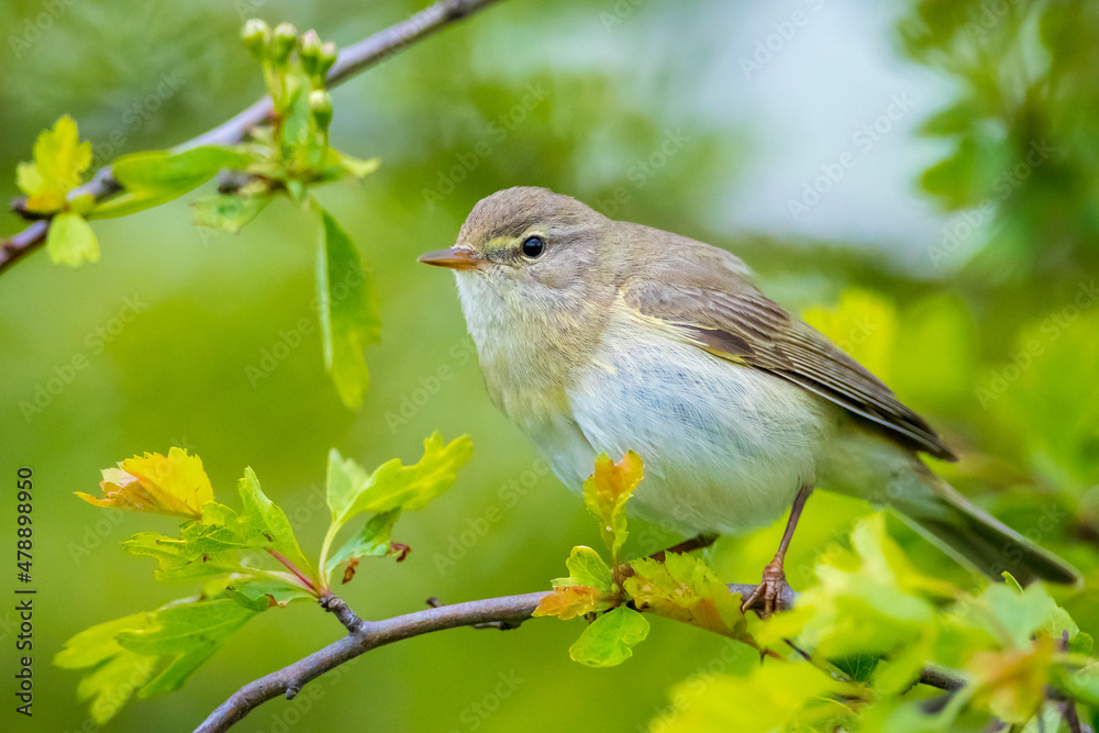 Willow warbler bird, Phylloscopus trochilus, perched. Willow warbler bird, Phylloscopus trochilus, perched.