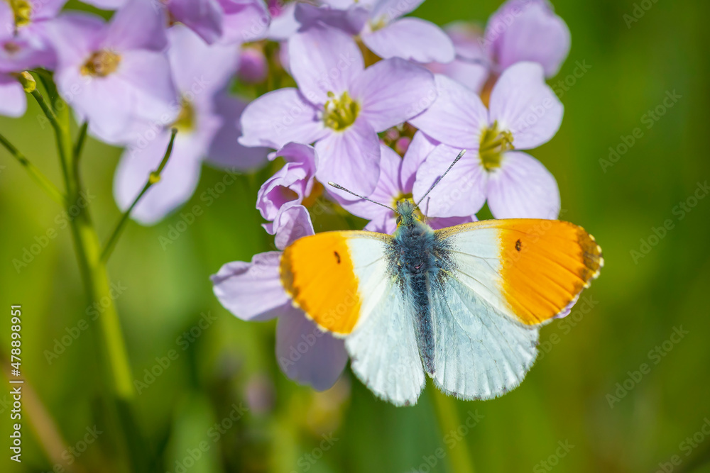 Naklejka premium Anthocharis cardamines Orange tip male butterfly resting in sunlight