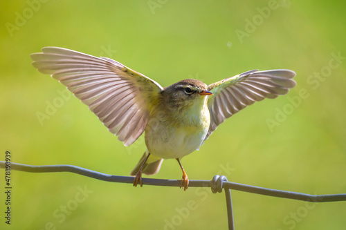Willow warbler bird, Phylloscopus trochilus, perched. © Sander Meertins