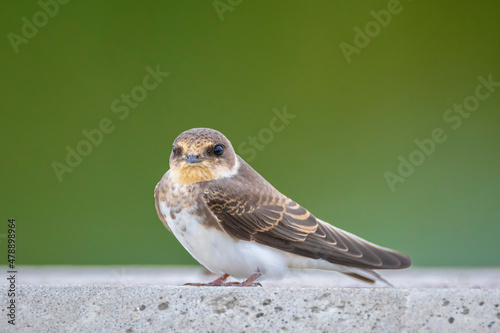 Sand martin, bank swallow, Riparia riparia, resting photo