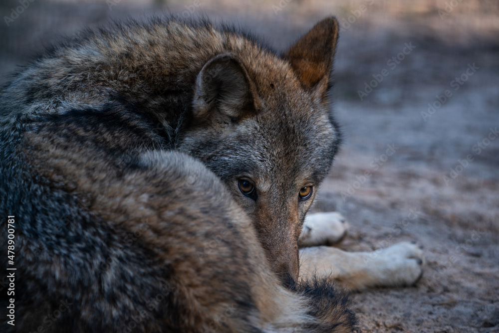 Obraz premium Wild animal. The gray wolf lies on the ground in a tense pose. Adult male. Looks straight at the camera. (In Latin Canin Lupus.) Thick gray coat. Day. Wildlife.
