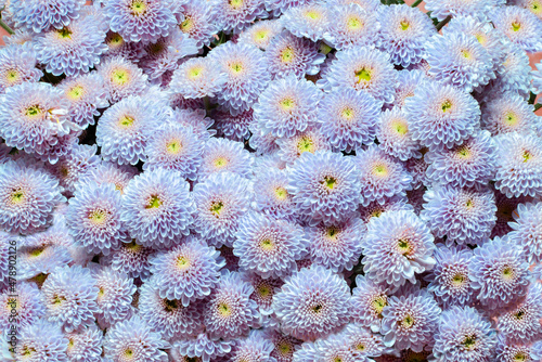 Background of chrysanthemum flowers of the Pompon variety in the color of 2022, blue with a red-purple tint photo