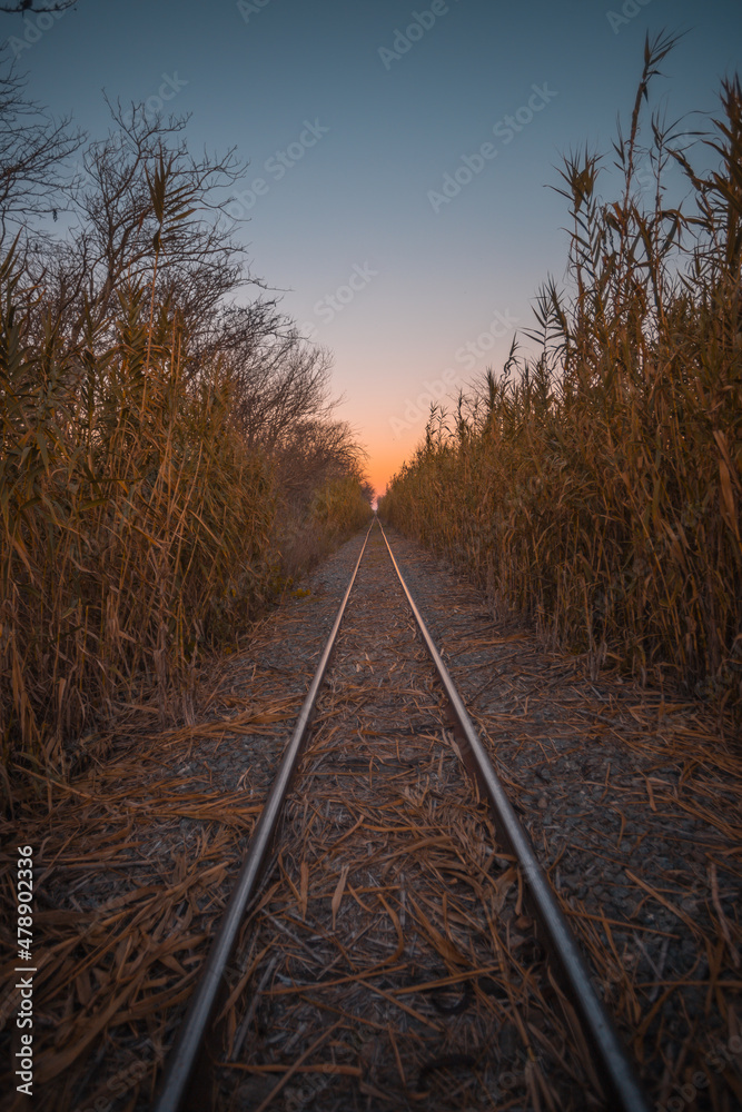 Obraz premium vías entre cañales