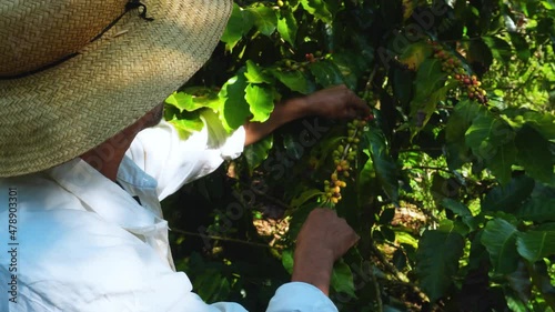 Farmer harvesting coffee fruit in Puebla photo