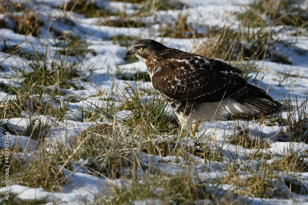 Fototapeta premium Red Tailed Hawk standing in snow covered agricultural pasture