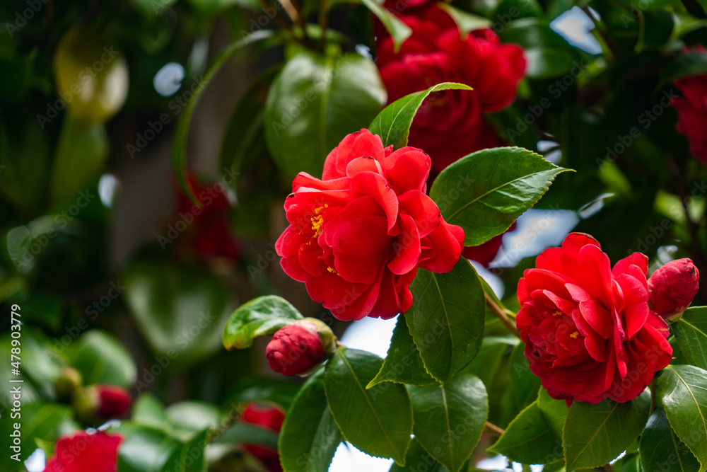 Flowers of Camellia - Camellia japonica - are in bloom in Fukuoka prefecture, JAPAN. Flowers of Camellia - Camellia japonica - are in bloom in Fukuoka prefecture, JAPAN.