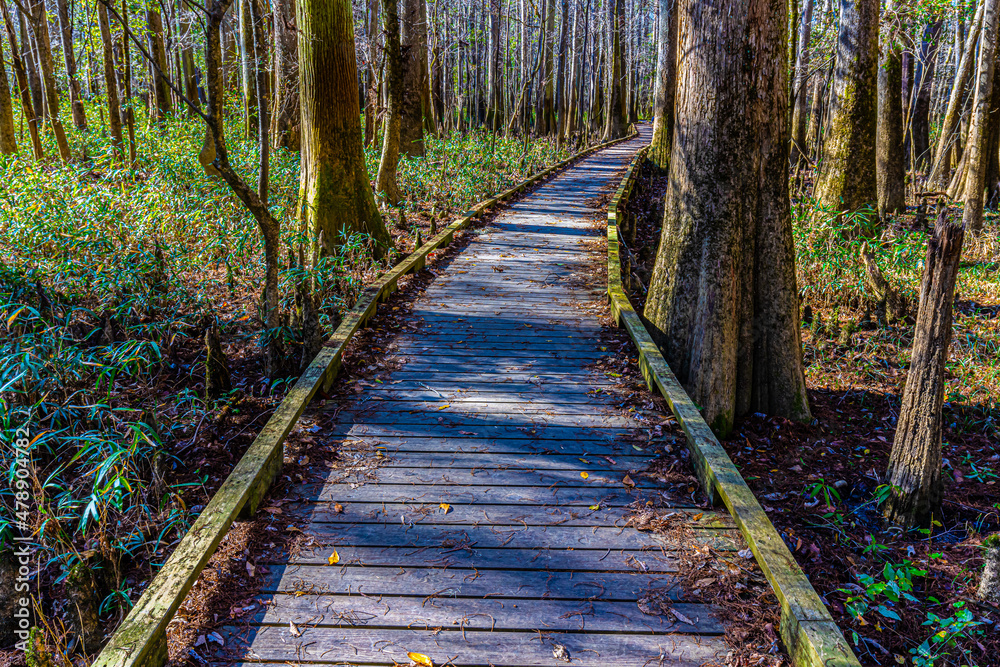 Boardwalk Hike Through The Bottomland Hardwood Forest, Congaree National Park, South Carolina, USA