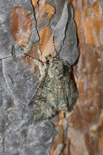 A moth of the family Noctuidae (the owlet moths). Russia.