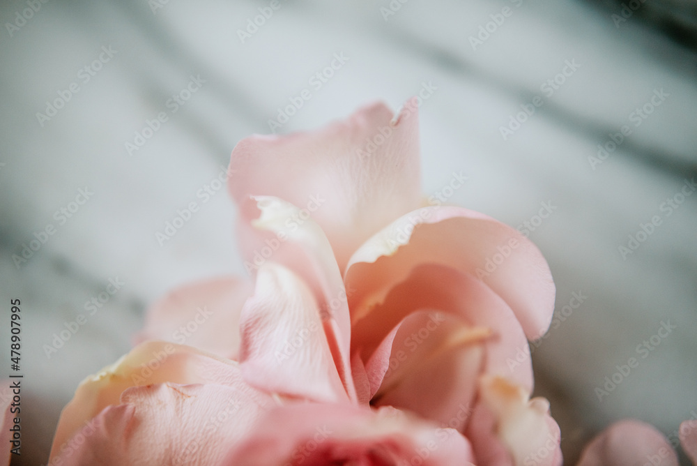 soft petals