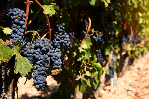 Bild auf Leinwand Grape Bunches of the strain in the Ribera del Duero (Spain) wine region