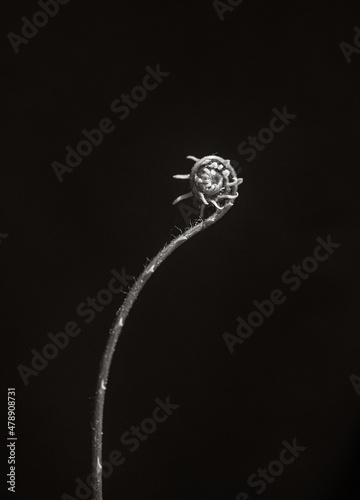 black and white fine art fern unfurling 2 photo