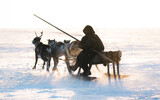 The nomadic man is sledging with reindeers 