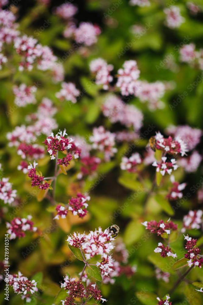 Slight blur image of oregano flowers Slight blur image of oregano flowers