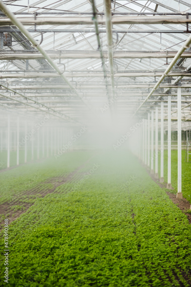 Misty image of greenhouse Misty image of greenhouse