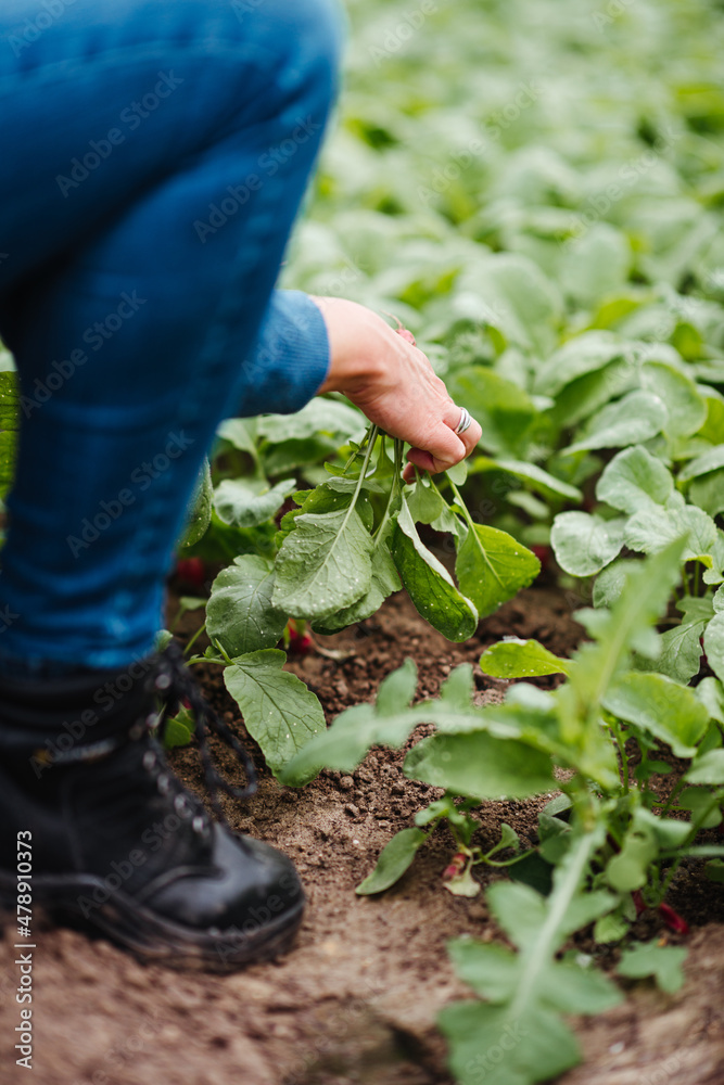 Unknown worker picking spinach Unknown worker picking spinach