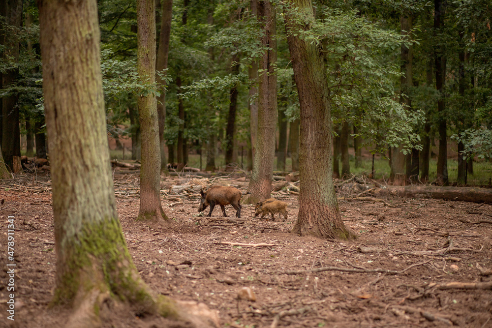 family of wild boars running through the forest