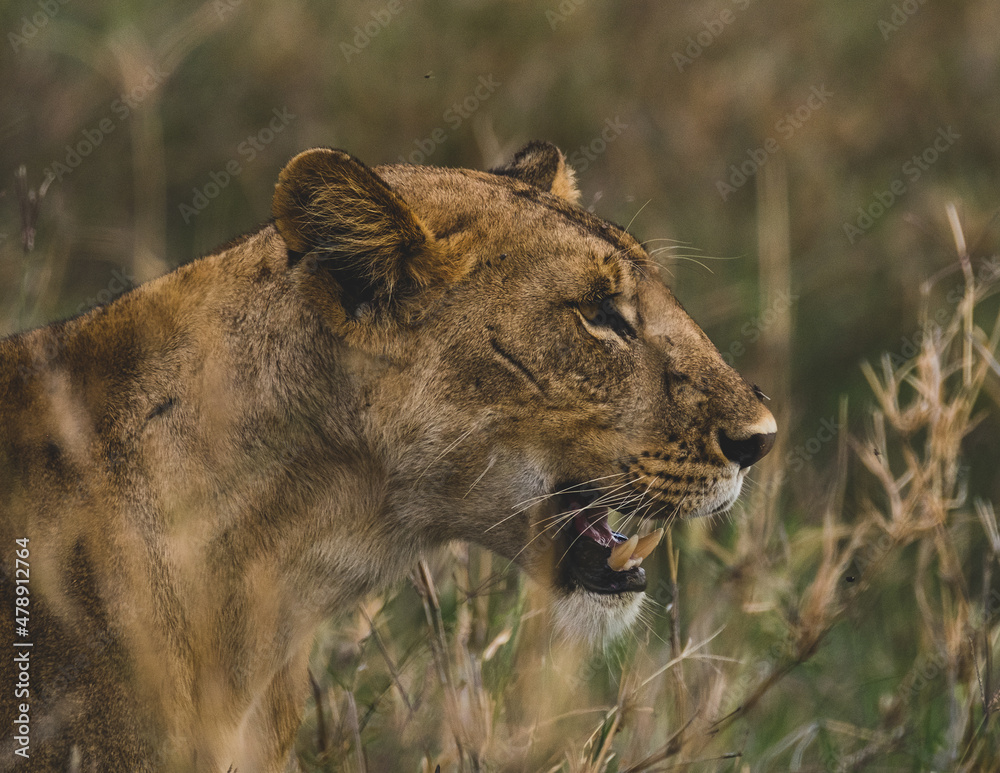 Naklejka premium Hunt