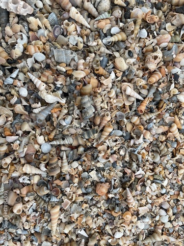 A background of shells on a seashell beach. A large number of small shells. Top view. Flat lay.