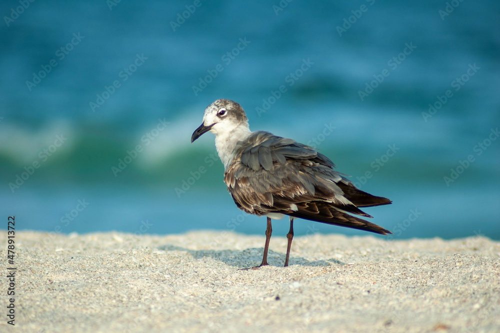 Obraz premium Seagull on a beach