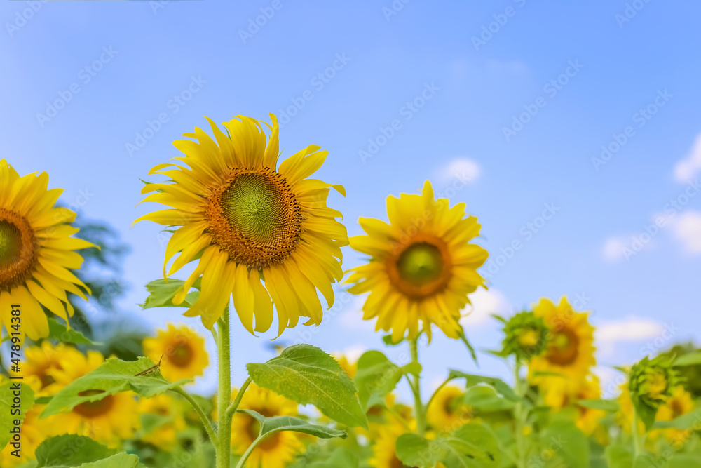 Sunflowers against the background of a beautiful field. Nature, yellow flowers