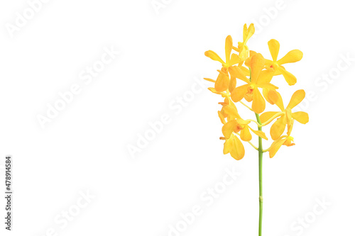 Yellow orchid mokara isolated on white background with clipping path include for design usage purpose 