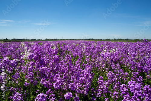 travel germany and bavaria, purple and white field flowers on a green meadow with trees in the background on asunny day